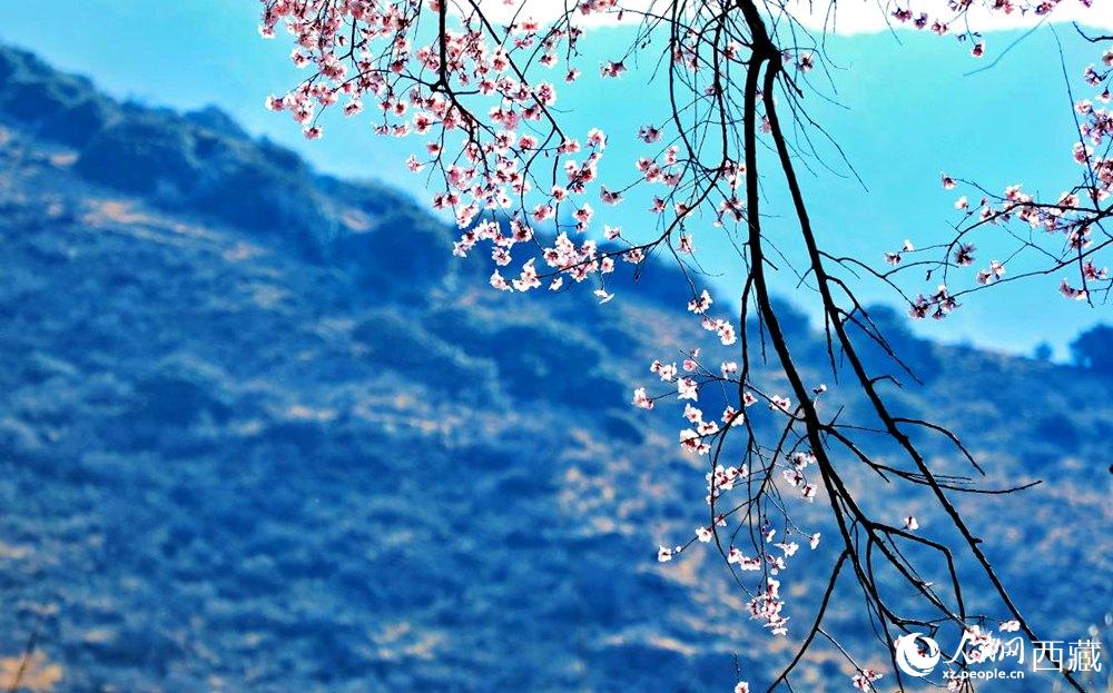 清麗的桃花。人民網(wǎng) 李海霞攝