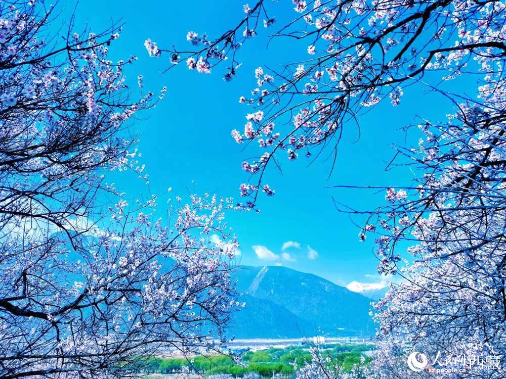 桃花在藍天白云的映襯下分外好看。人民網(wǎng) 李海霞攝