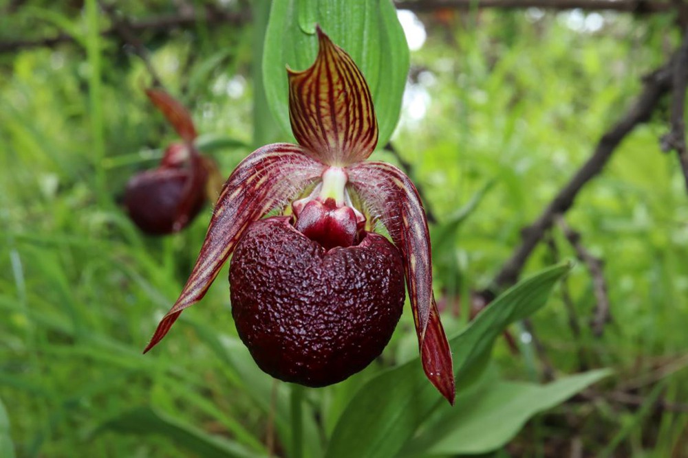 波密灼蘭。王翰臣攝