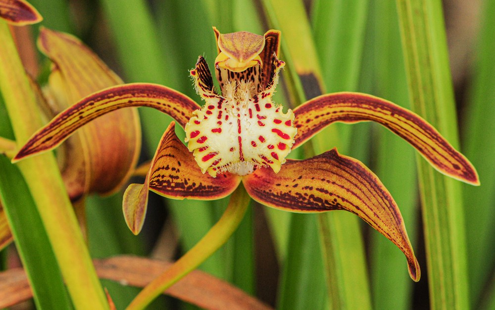 西藏虎頭蘭。李劍武攝