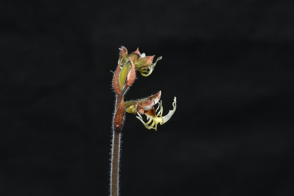 墨脫金線蘭。金效華攝