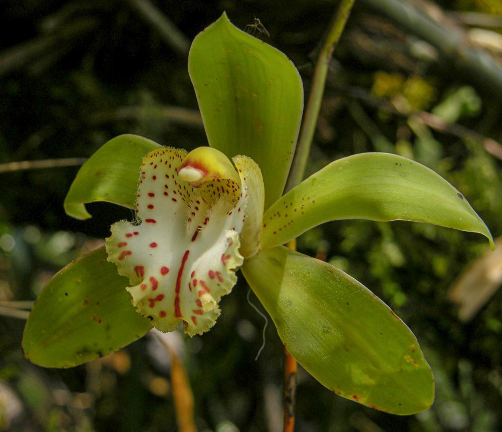 虎頭蘭。金效華攝