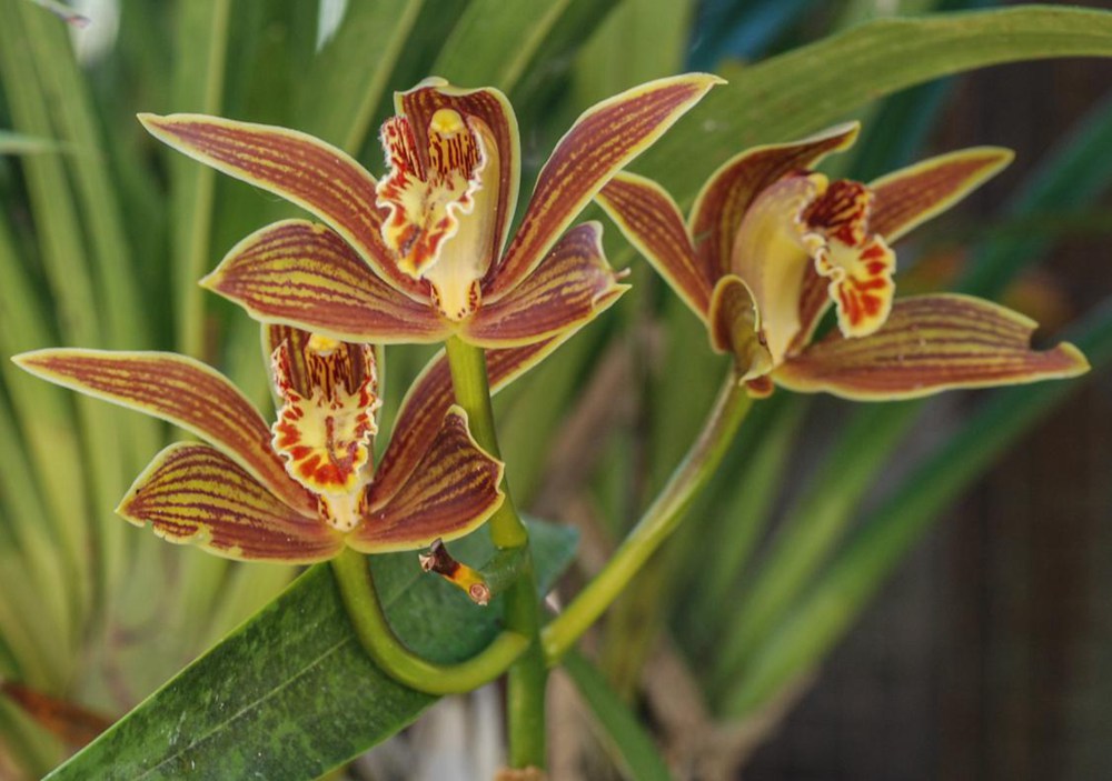 黃嬋蘭。李劍武攝