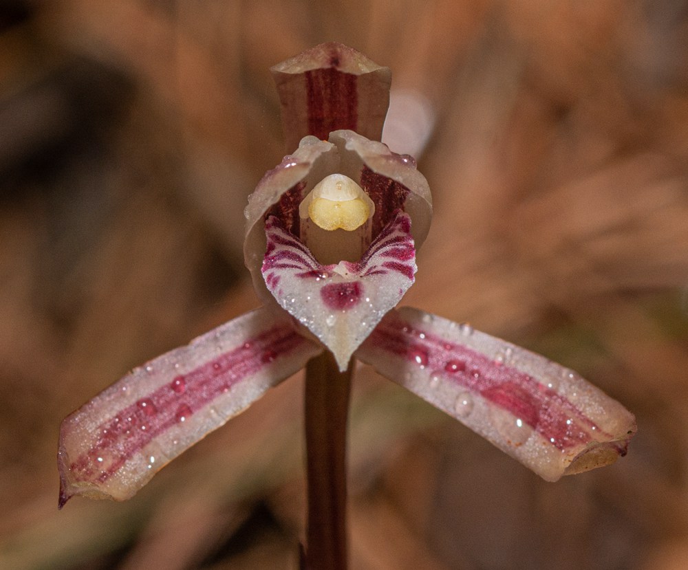 大根蘭。葉超攝