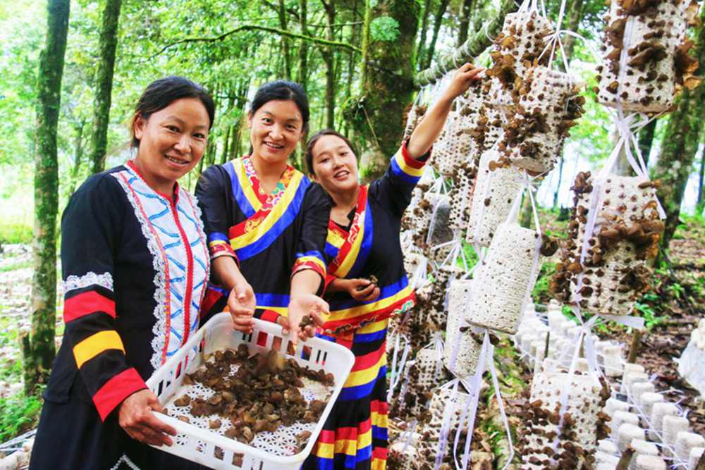 木耳產(chǎn)量頗豐。次仁央宗攝