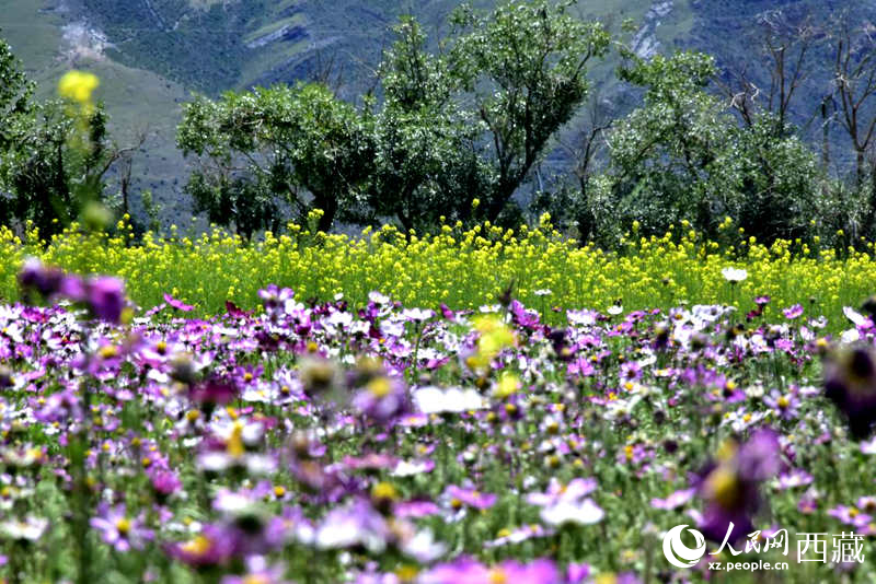 油菜花與格?；ㄏ嘤吵扇?。人民網(wǎng) 李海霞攝