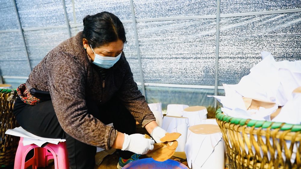 采收靈芝孢子粉。