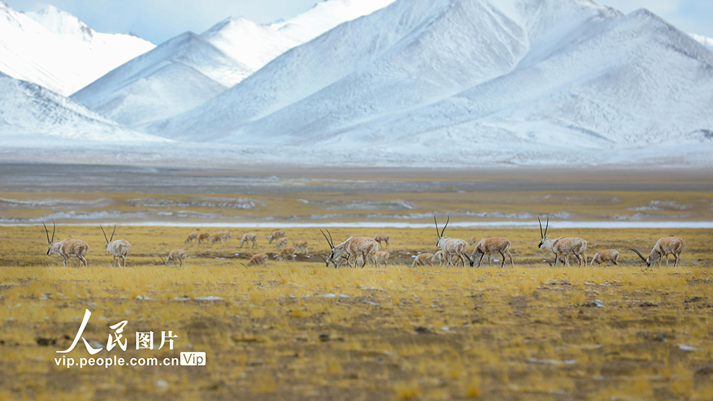 西藏阿里:野生動物悠閑覓食【4】