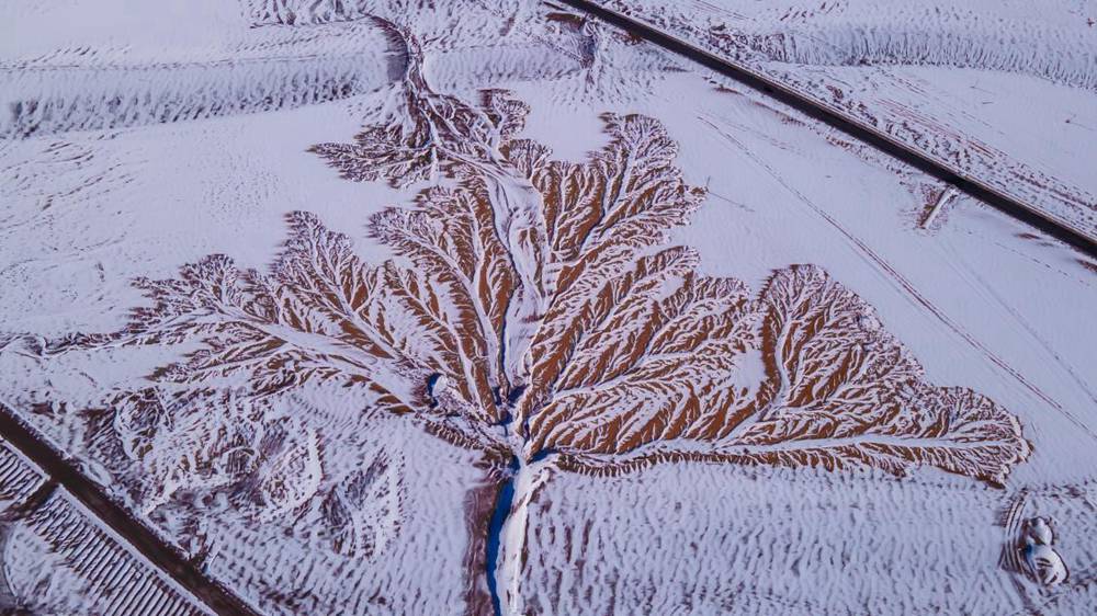 雪中“大樹”。邊巴多吉攝