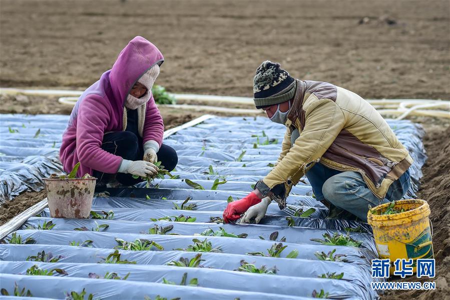 (經(jīng)濟)(3)高原春耕忙