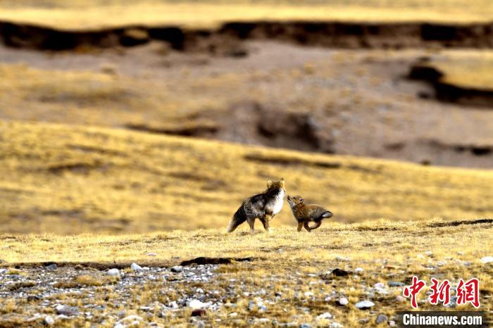 來自媽媽的愛！高原藏狐母子嬉戲畫面暖人心