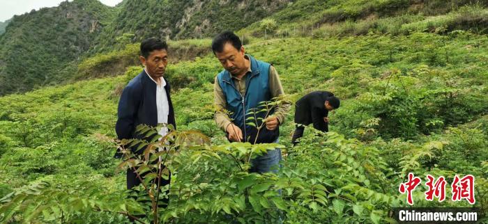 圖為張金利調(diào)研適合阿拉村種植的農(nóng)作物，經(jīng)過(guò)不斷改良技術(shù)后，產(chǎn)量大大提高。(資料圖)甘肅省水利廳供圖