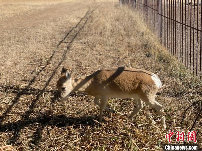 圖為普氏原羚?！±罱瓕?攝