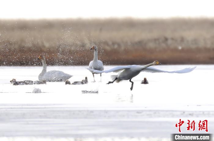 四川省阿壩州若爾蓋縣麥溪鄉(xiāng)的大天鵝?！“苍?攝