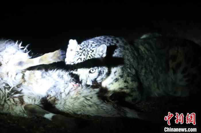 長江源、瀾滄江源啟動旗艦物種雪豹及棲息地保護(hù)項(xiàng)目