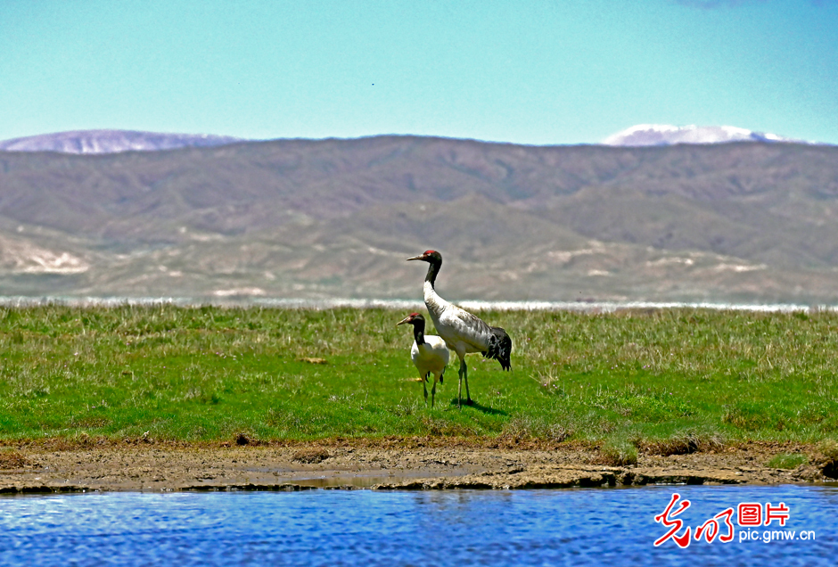 三江源國(guó)家公園正式設(shè)立，這是青海生態(tài)文明建設(shè)的新答卷