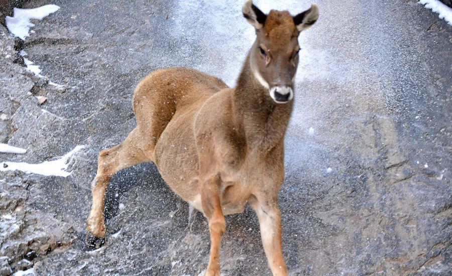 活躍在青海省海西州柏樹山的白唇鹿。巴圖那生攝