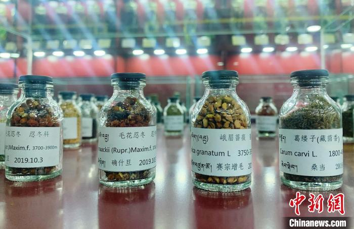 圖為海拔3500米以上珍貴草藥種子?！●R銘言 攝