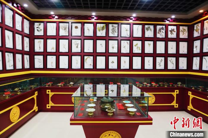 圖為藏藥臘葉標(biāo)本。　馬銘言 攝