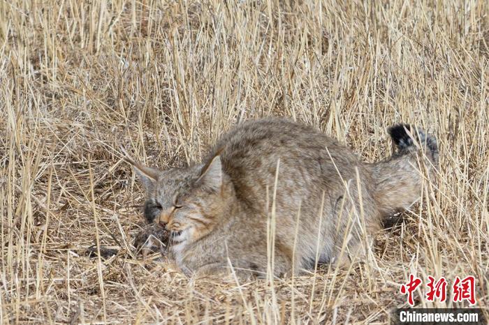 圖為拍攝到的荒漠貓?！≡S明遠(yuǎn) 攝
