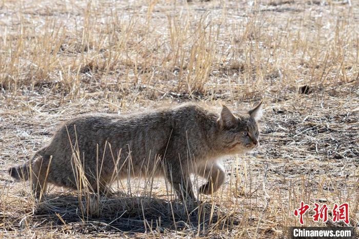 圖為拍攝到的荒漠貓?！O春生 攝