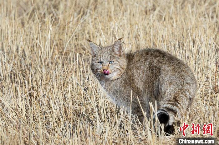 圖為拍攝到的荒漠貓?！O春生 攝