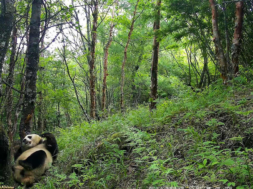 紅外相機(jī)拍攝到的野生大熊貓。平武縣融媒體中心供圖