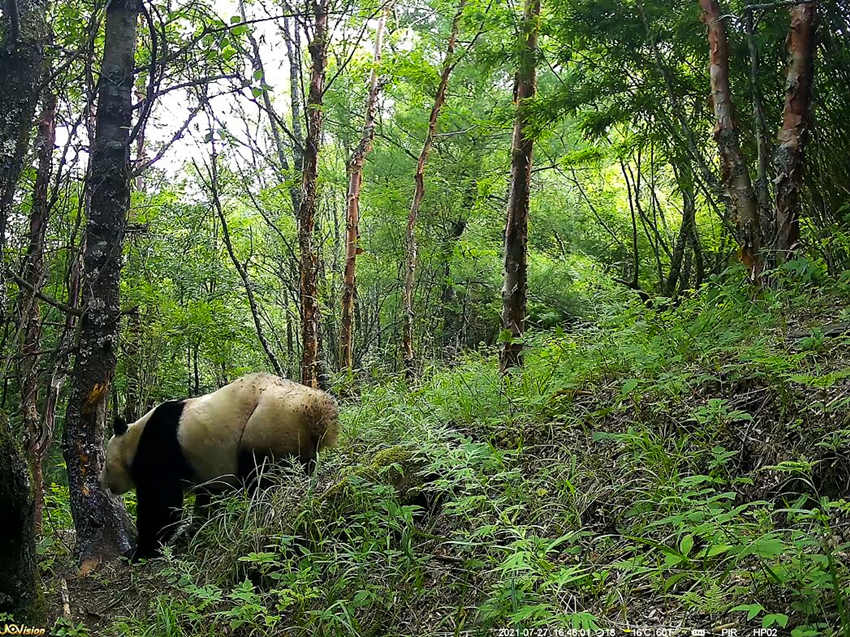 紅外相機(jī)拍攝到的野生大熊貓。平武縣融媒體中心供圖
