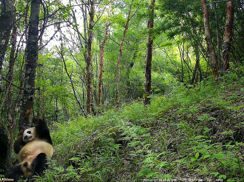 紅外相機(jī)拍攝到的野生大熊貓。平武縣融媒體中心供圖