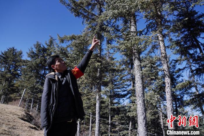 圖為桑杰加介紹林場(chǎng)樹木?！●R銘言 攝