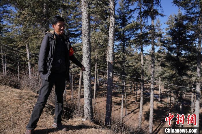 圖為桑杰加檢查林場(chǎng)防護(hù)網(wǎng)?！●R銘言 攝