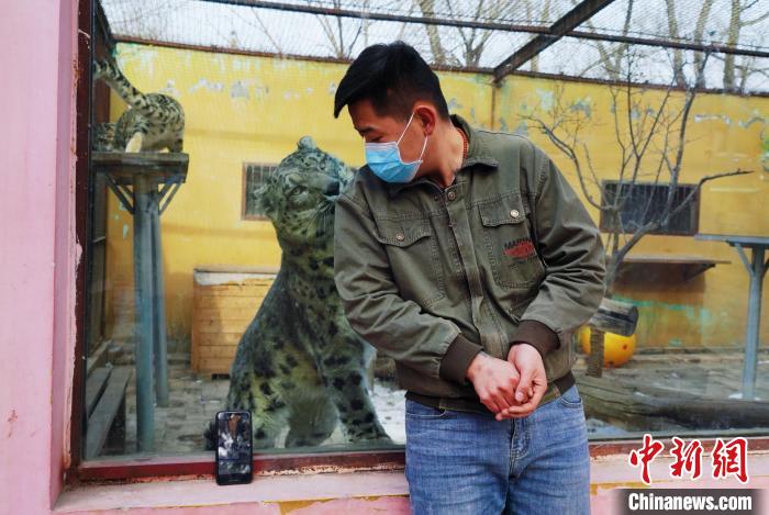 圖為雪豹“奶爸”史壽軍直播休息時與雪豹互動。　馬銘言 攝