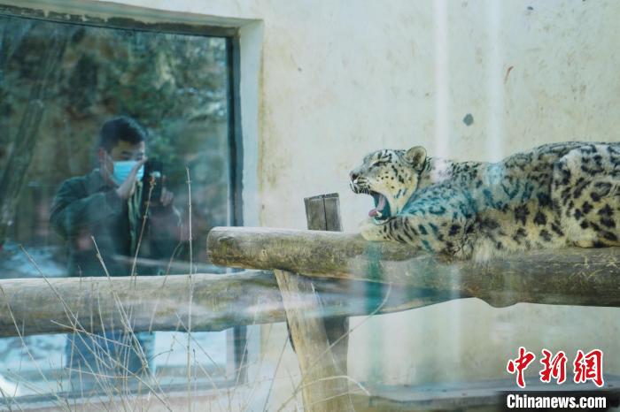 圖為雪豹“奶爸”史壽軍正在直播。　馬銘言 攝