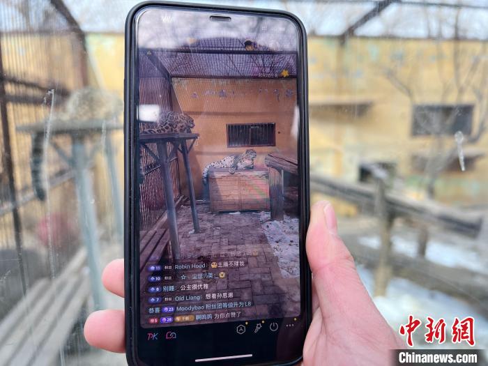 圖為雪豹“奶爸”史壽軍正在直播?！●R銘言 攝