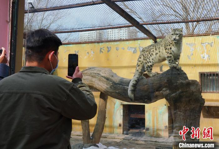 圖為雪豹“奶爸”史壽軍正在直播。　馬銘言 攝