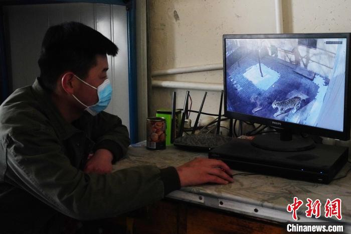 圖為雪豹“奶爸”史壽軍通過監(jiān)控察看雪豹情況?！●R銘言 攝