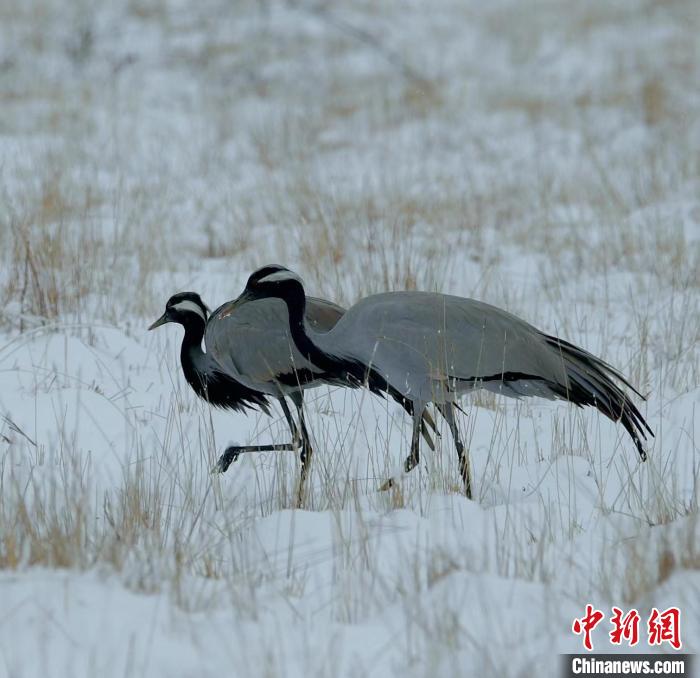 在若爾蓋濕地的蓑羽鶴?！∩袞|機 攝