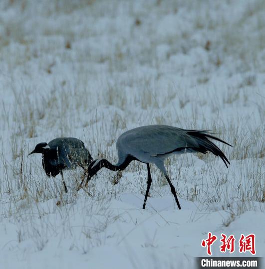 在若爾蓋濕地的蓑羽鶴?！∪魏吻?攝