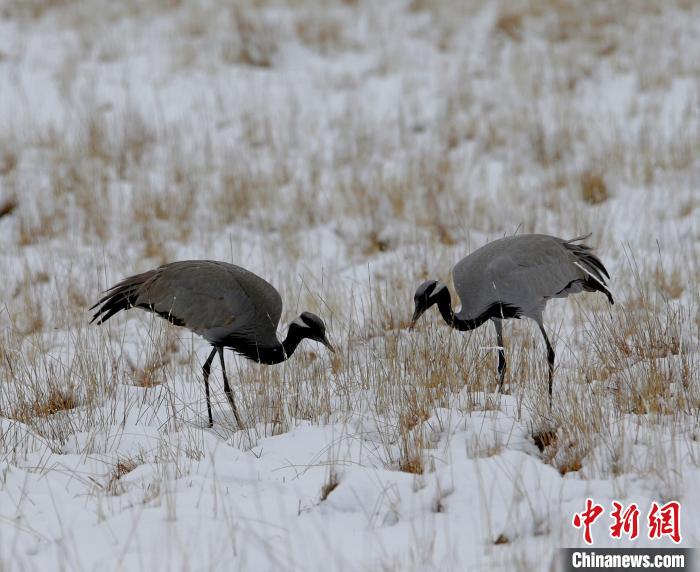 在若爾蓋濕地的蓑羽鶴?！∪魏吻?攝