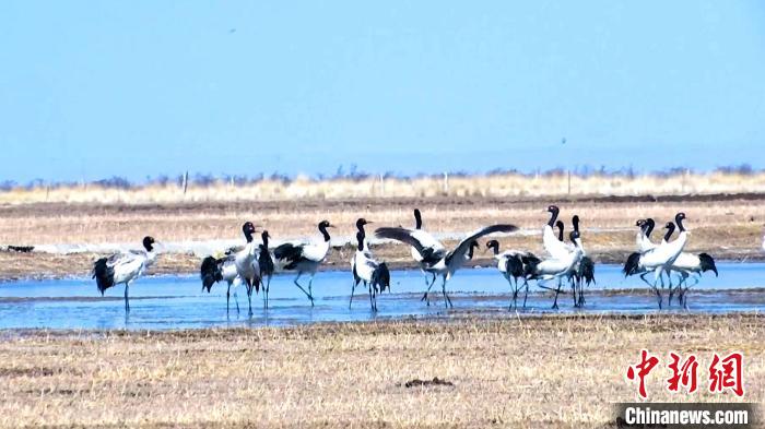 圖為成群的黑頸鶴“翩翩起舞”?！‘?dāng)智 攝