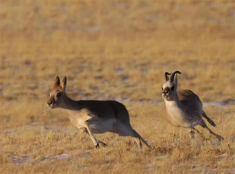 藏羚羊。圖片來(lái)源：農(nóng)牧民大自然攝影隊(duì)