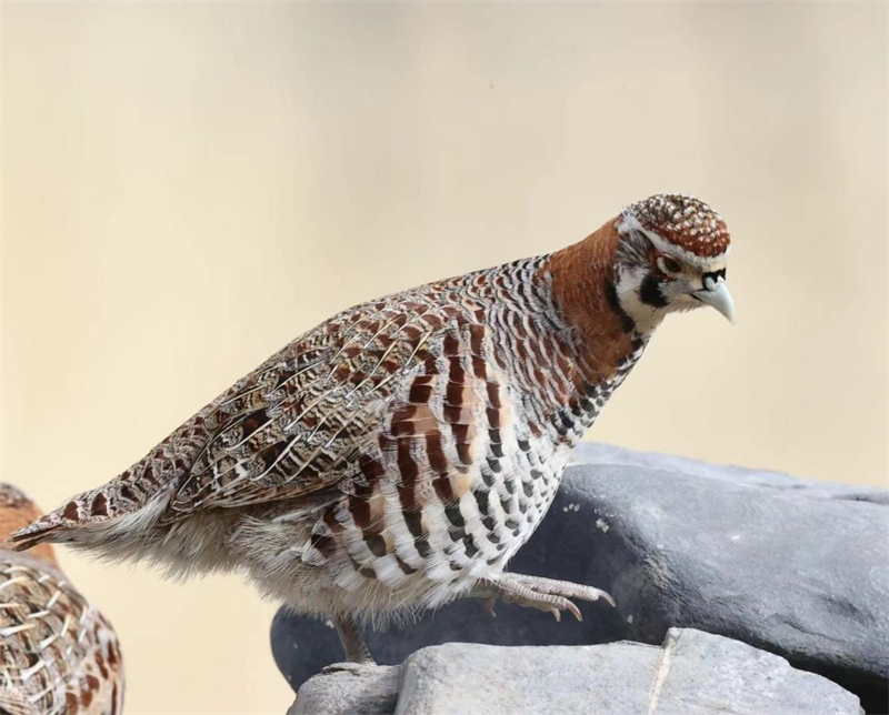 高原山鶉。圖片來(lái)源：農(nóng)牧民大自然攝影隊(duì)