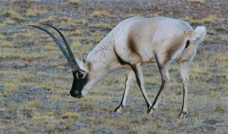 藏羚羊。圖片來(lái)源：農(nóng)牧民大自然攝影隊(duì)