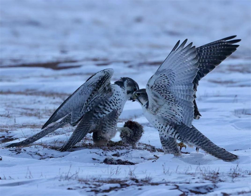 獵隼。圖片來(lái)源：農(nóng)牧民大自然攝影隊(duì)