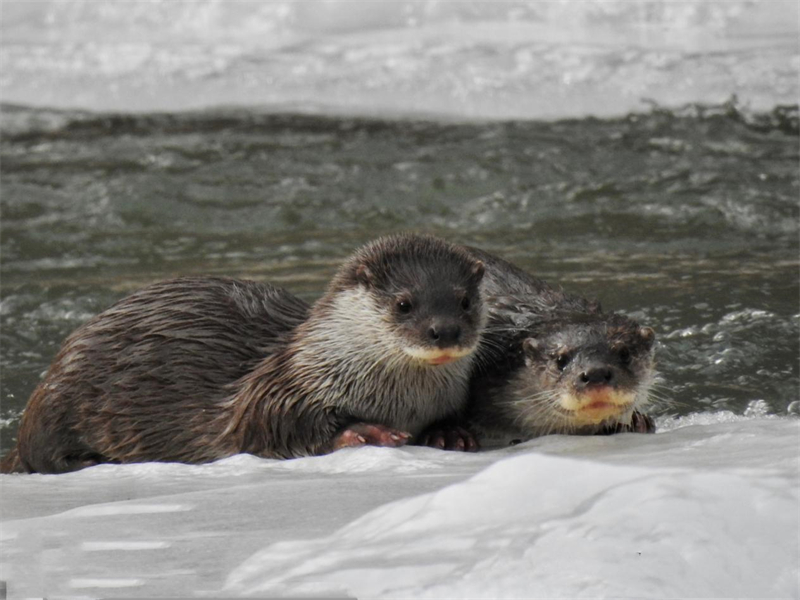歐亞水獺。圖片來(lái)源：農(nóng)牧民大自然攝影隊(duì)