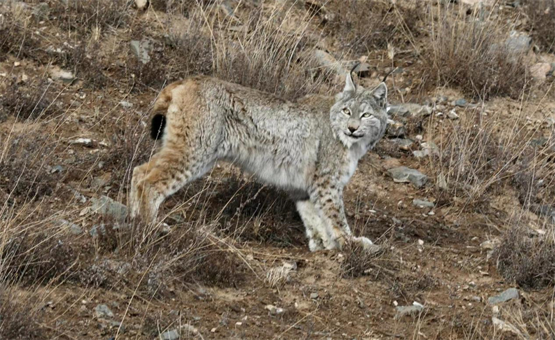 猞猁。圖片來(lái)源：農(nóng)牧民大自然攝影隊(duì)