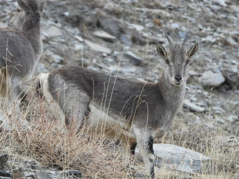 巖羊。圖片來(lái)源：農(nóng)牧民大自然攝影隊(duì)