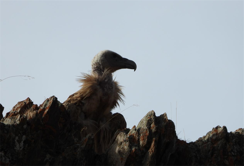 高原兀鷲。圖片來(lái)源：農(nóng)牧民大自然攝影隊(duì)