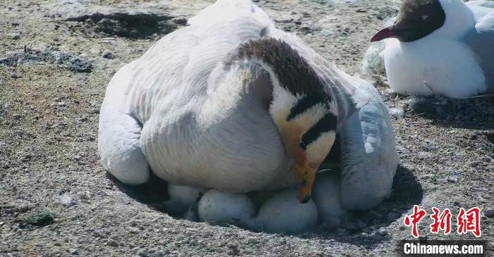 圖為斑頭雁孵蛋?！【G色江河 供圖