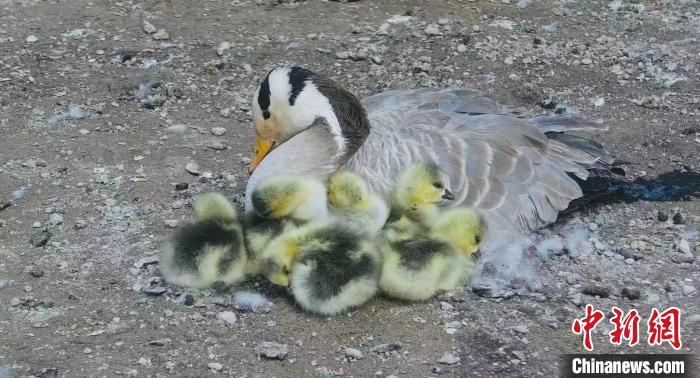 圖為斑頭雁母親和孩子們在一起。　綠色江河 供圖